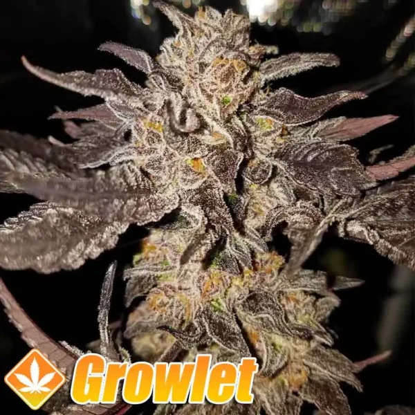 Straw Picanna semillas regulares de cannabis